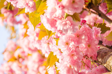 Blooming background vivid pink sakura flowers close up