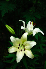 Fototapeta na wymiar White lily flowers on black and green background