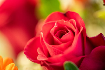 kleine rote Rose mit rotem Bokeh
