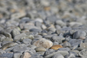 shingle twenty-five