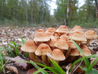 Fototapeta premium mushrooms in forest