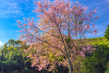 Obraz na płótnie Canvas Cherry apricot trees bloom on coffee hills in Vietnam's highlands
