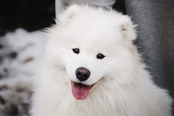 Portrait of cute white fluffy Samoyed puppy outdoors looking into the camera with a happy expression and a smile