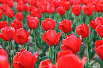 Fototapeta premium 봄꽃입니다