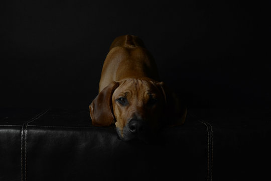 Rhp&acute;odesian Ridgeback R&uuml;de jung Welpe Tier haustier rassehund portrait lowkey