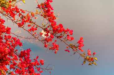 Bright Red Bougainvillea and a Full Moon