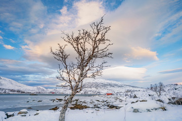 winterlandscape with dramatic sky on Kvaloeya Island near Tromsoe in northern Norway, landscape 