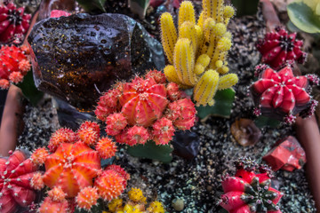Naklejka na ściany i meble Cactus succulent plants desert botanical garden greenhouse