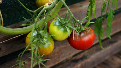 Fresh homegrown red tomato in greenhouse garden for healthy salad