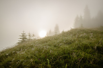 Foggy morning landscape