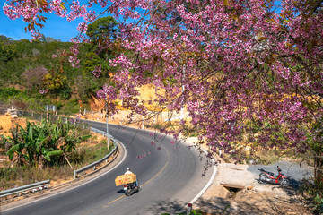 Landscape cherry apricot trees blooming along road in spring morning, traffic background merges...