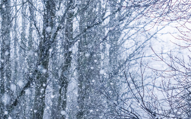 Fairytale fluffy snow-covered trees branches, nature scenery with white snow and cold weather....