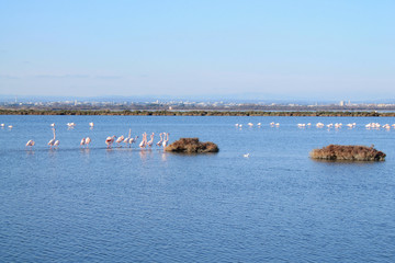 Pink flamingo in the Grec lagoon in Palavas les flots in the south of Montpellier, France