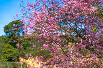 Cherry apricot branches bloom in the spring sunshine with an impressive blue sky