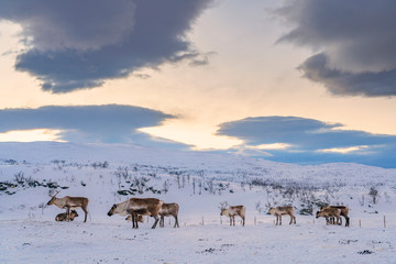 reindeer looing for food under the deep snow cover in the mountains of Finnmark county in Northern Norway