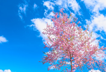 Cherry apricot branches bloom in the spring sunshine with an impressive blue sky