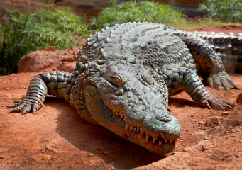 Closeup of crocodile