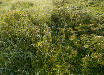 Aerial view of green grasses in early spring