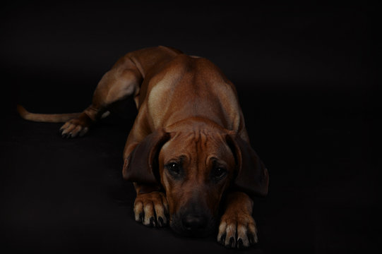 Rhp&acute;odesian Ridgeback R&uuml;de jung Welpe Tier haustier rassehund portrait lowkey