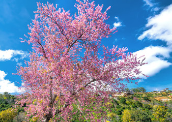 Cherry apricot branches bloom in the spring sunshine with an impressive blue sky