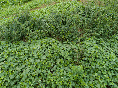 Green crops in growth at vegetable garden