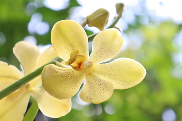 yellow orchid on green background