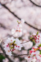 Fototapeta premium 桜の花