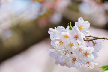 桜のアップ