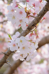 桜のアップ