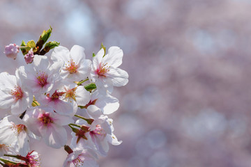 桜のアップ