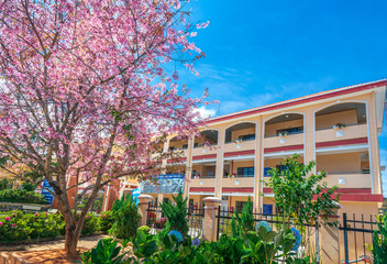 Gate of a primary school in highland spring morning with a foreground of cherry blossom to show  development of education in Da Lat, Vietnam