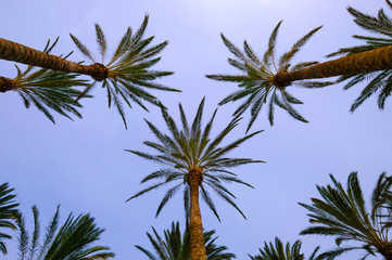 Der Blick in den blauen Himmel durch die Wedel der Palmen