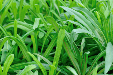 Obraz premium Green leaf lettuce in growth at vegetable garden