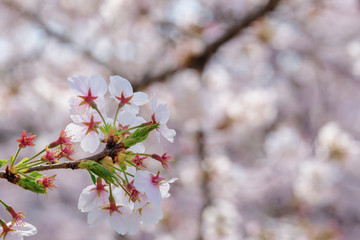 桜の花