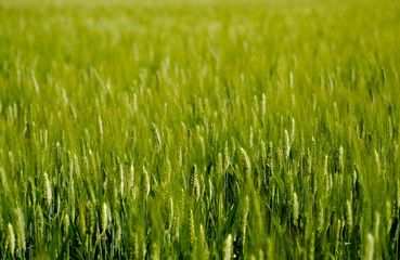 Green Wheat Field Switzerland.
