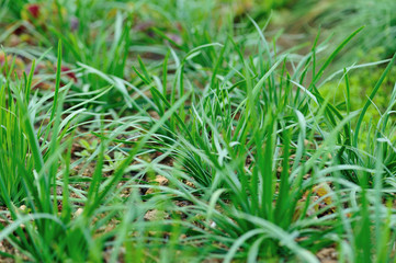 Green leek leaves in growth at vegetable garden
