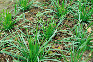 Green leek leaves in growth at vegetable garden