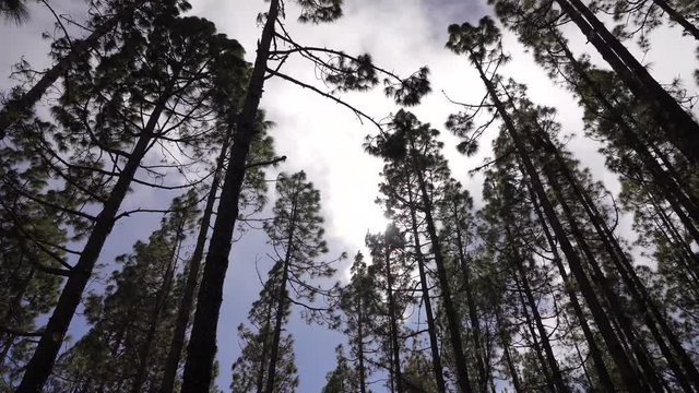 Pine tree forest in a heavy storm. Tenerife, Spain (Canary Islands)