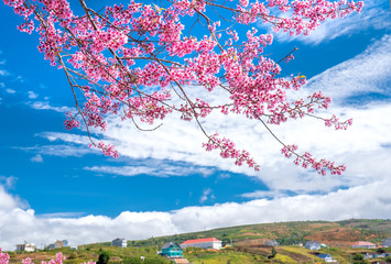 Spring flowers in the small town with cherry blossoms as the foreground decorate the spring air in the Da Lat plateau, Vietnam