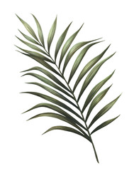 Palm leaf illustration isolated on white background, Hand drawn watercolor palm tree leaf painting.  - 324514854