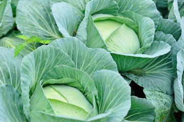 Green cabbage in growth at vegetable garden