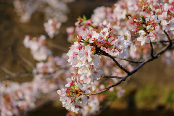 桜の花