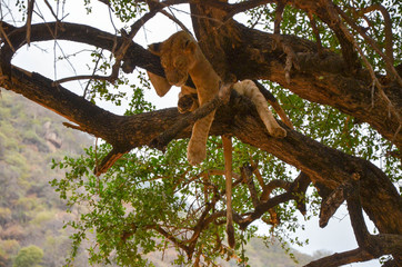 Sleeping lion on a tree at Manyara N.P. Tanzania
