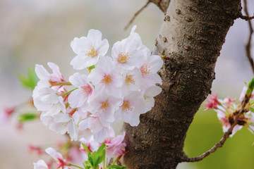 桜のアップ