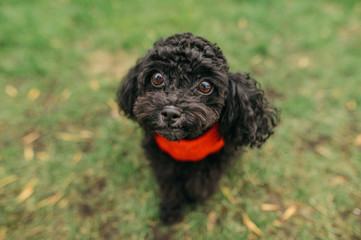 Cute curly dark dog breed toy poodle in red sweater sits on green grass and looks into the camera....