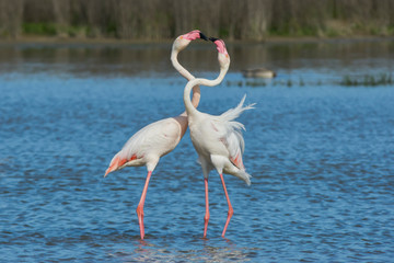 Common flamingo or pink flamingo (Phoenicopterus roseus) in the lagoon of Fuente de Piedra, Malaga. Spain