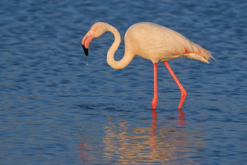 Common flamingo or pink flamingo (Phoenicopterus roseus) in the lagoon of Fuente de Piedra, Malaga. Spain