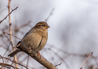 Fototapeta premium Brown Sparrow on the Branch of a Bush