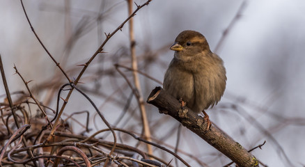 Brown Sparrow on the Branch of a Bush