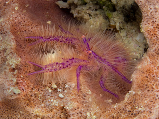 red hairy crab on sponge underwater in indonesia